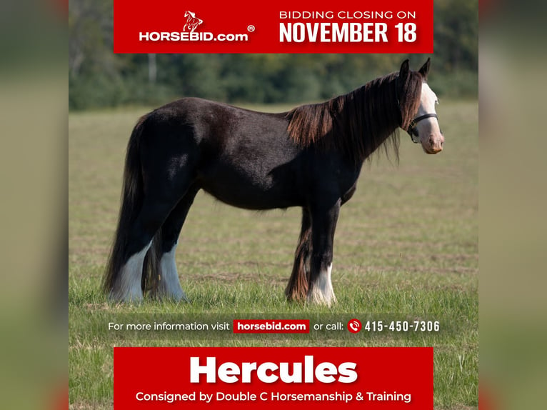 Cob Irlandese / Tinker / Gypsy Vanner Castrone 3 Anni 127 cm in Vincent, AL