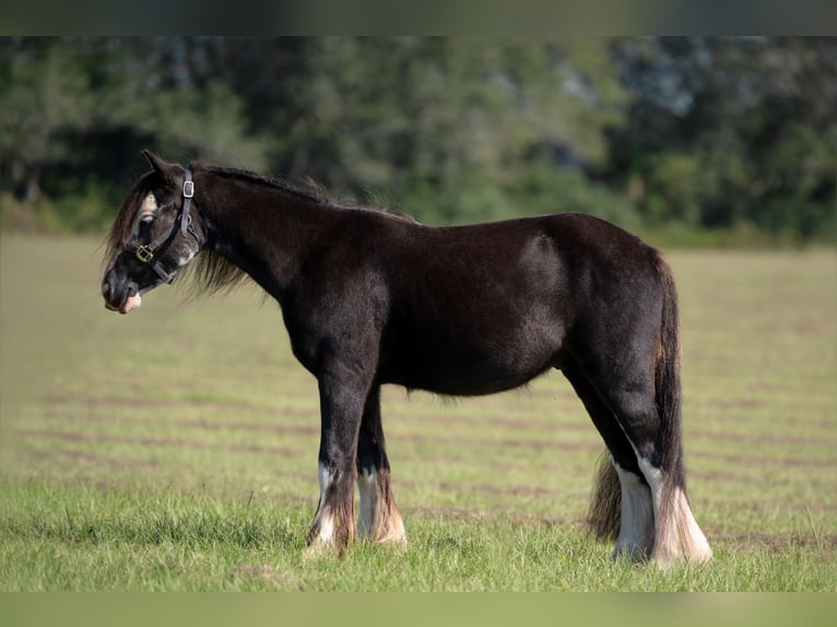 Cob Irlandese / Tinker / Gypsy Vanner Castrone 3 Anni 127 cm in Vincent, AL