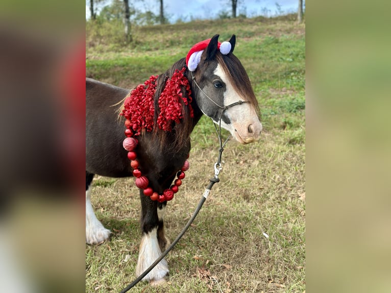 Cob Irlandese / Tinker / Gypsy Vanner Castrone 3 Anni 127 cm in Vincent, AL