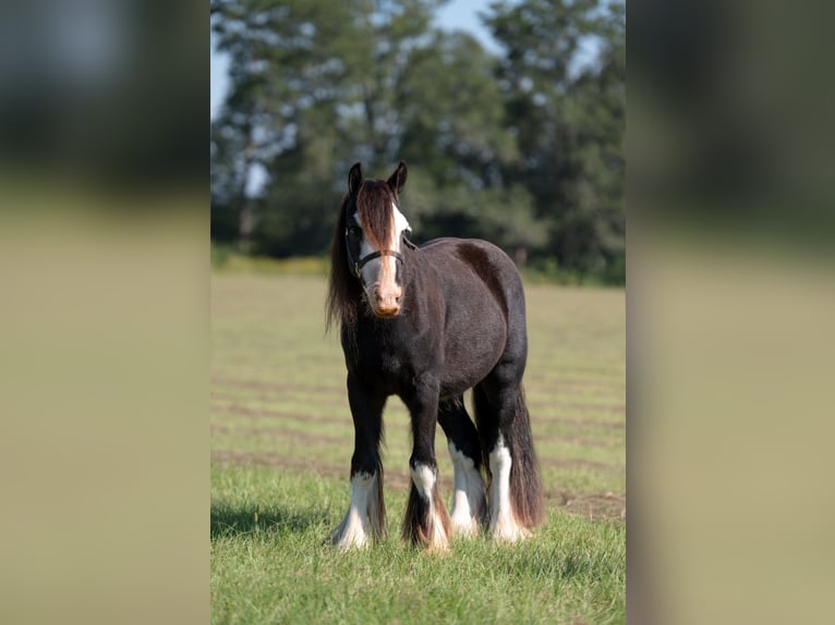 Cob Irlandese / Tinker / Gypsy Vanner Castrone 3 Anni 127 cm in Vincent, AL