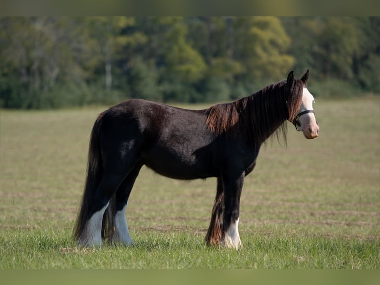 Cob Irlandese / Tinker / Gypsy Vanner Castrone 3 Anni 127 cm in Vincent, AL