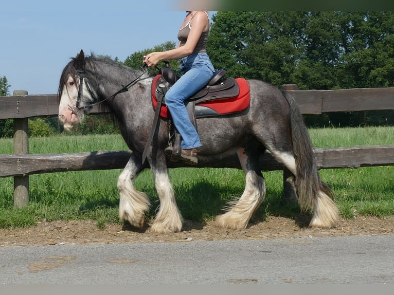 Cob Irlandese / Tinker / Gypsy Vanner Castrone 3 Anni 133 cm Grigio ferro in Lathen