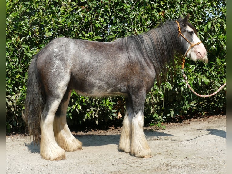 Cob Irlandese / Tinker / Gypsy Vanner Castrone 3 Anni 133 cm Grigio ferro in Lathen