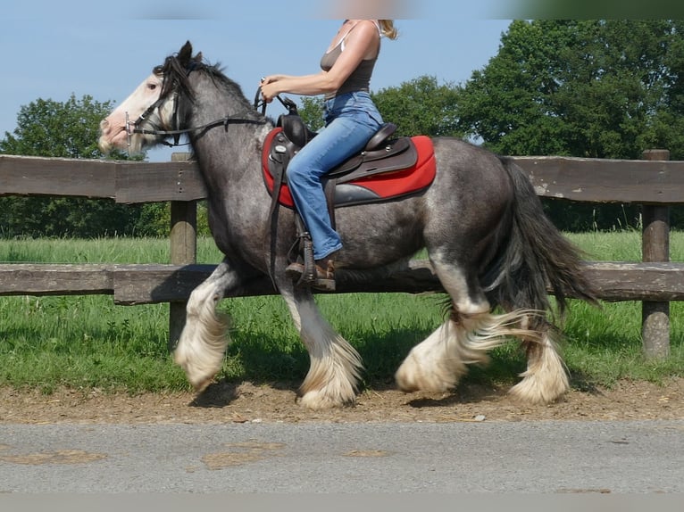 Cob Irlandese / Tinker / Gypsy Vanner Castrone 3 Anni 133 cm Grigio ferro in Lathen