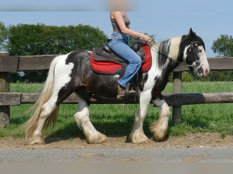 Cob Irlandese / Tinker / Gypsy Vanner Castrone 3 Anni 135 cm Pezzato in Lathen