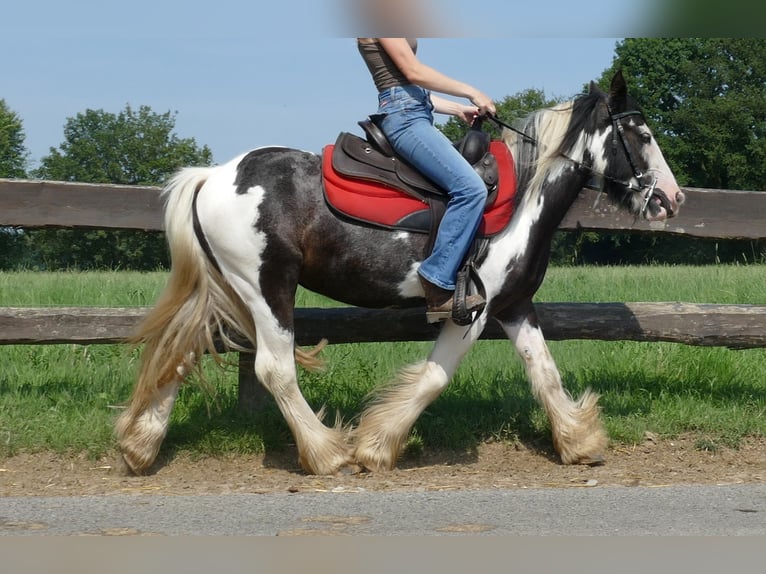 Cob Irlandese / Tinker / Gypsy Vanner Castrone 3 Anni 135 cm Pezzato in Lathen