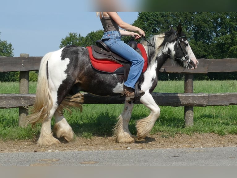 Cob Irlandese / Tinker / Gypsy Vanner Castrone 3 Anni 135 cm Pezzato in Lathen