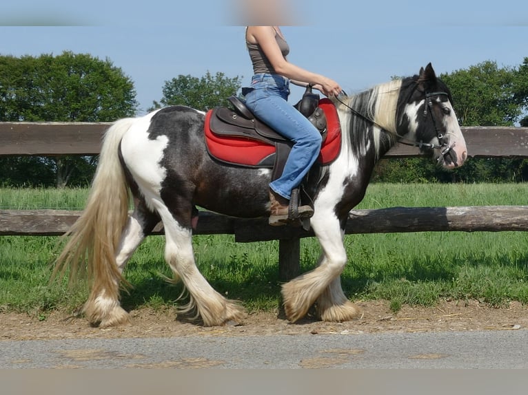 Cob Irlandese / Tinker / Gypsy Vanner Castrone 3 Anni 135 cm Pezzato in Lathen