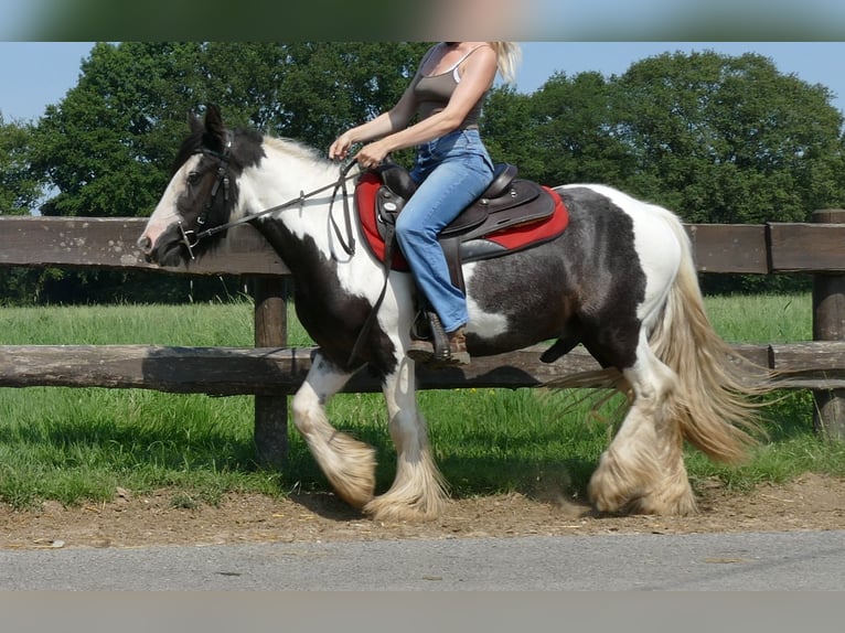 Cob Irlandese / Tinker / Gypsy Vanner Castrone 3 Anni 135 cm Pezzato in Lathen