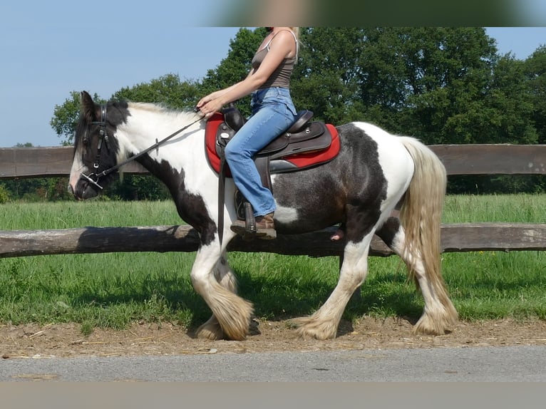 Cob Irlandese / Tinker / Gypsy Vanner Castrone 3 Anni 135 cm Pezzato in Lathen