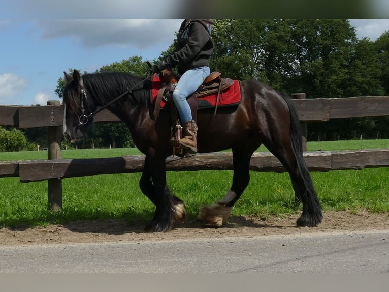 Cob Irlandese / Tinker / Gypsy Vanner Castrone 3 Anni 138 cm Morello in Lathen