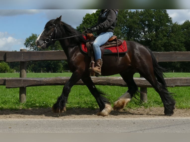 Cob Irlandese / Tinker / Gypsy Vanner Castrone 3 Anni 138 cm Morello in Lathen