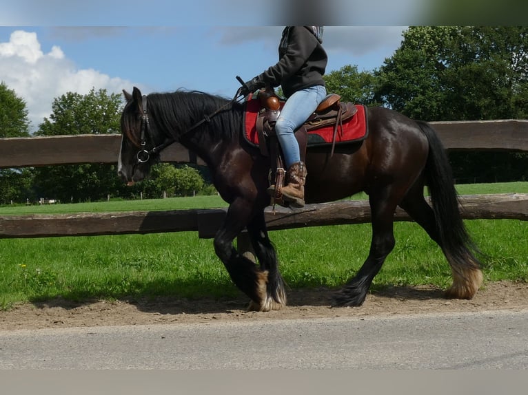 Cob Irlandese / Tinker / Gypsy Vanner Castrone 3 Anni 138 cm Morello in Lathen