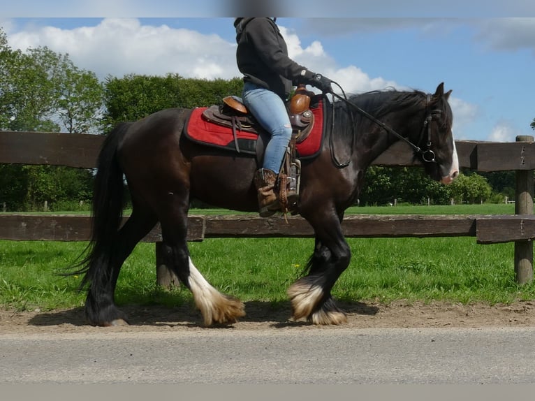 Cob Irlandese / Tinker / Gypsy Vanner Castrone 3 Anni 138 cm Morello in Lathen