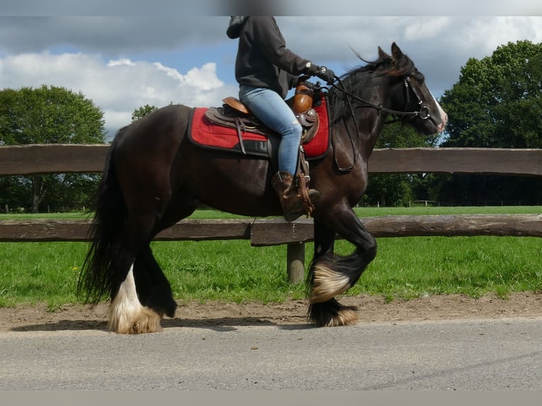 Cob Irlandese / Tinker / Gypsy Vanner Castrone 3 Anni 138 cm Morello in Lathen