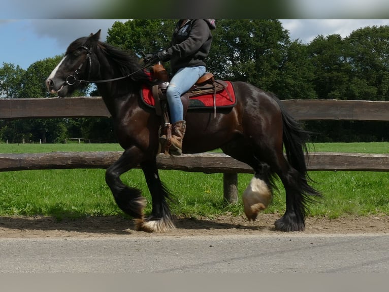 Cob Irlandese / Tinker / Gypsy Vanner Castrone 3 Anni 138 cm Morello in Lathen