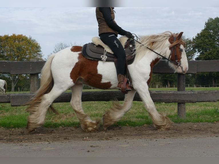 Cob Irlandese / Tinker / Gypsy Vanner Castrone 3 Anni 138 cm Pezzato in Lathen