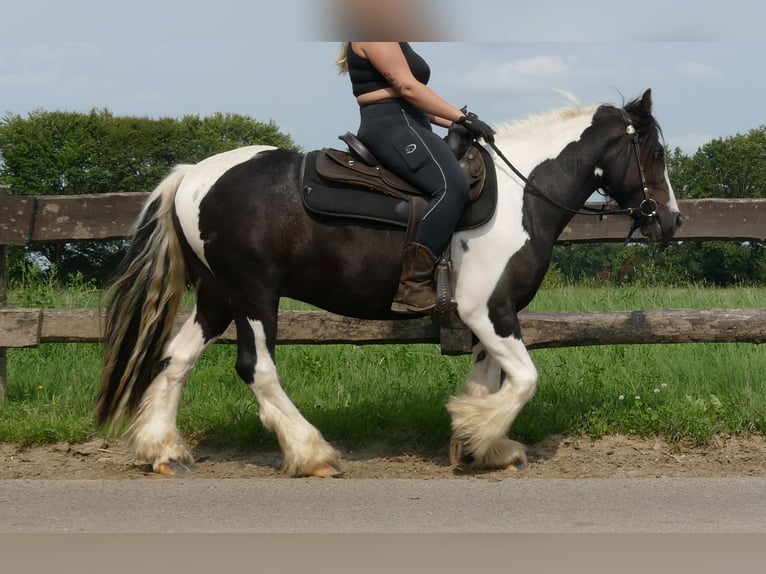 Cob Irlandese / Tinker / Gypsy Vanner Castrone 3 Anni 138 cm Pezzato in Lathen