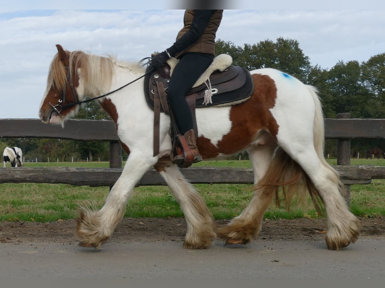 Cob Irlandese / Tinker / Gypsy Vanner Castrone 3 Anni 138 cm Pezzato in Lathen