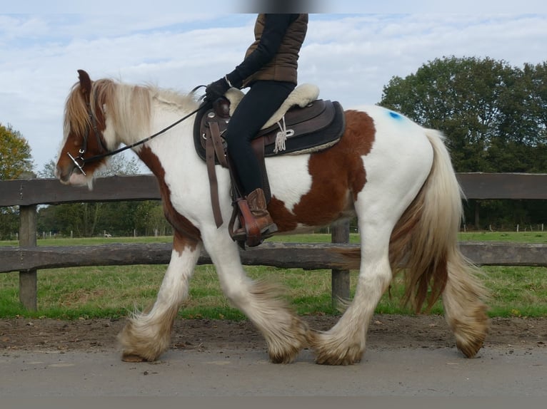 Cob Irlandese / Tinker / Gypsy Vanner Castrone 3 Anni 138 cm Pezzato in Lathen