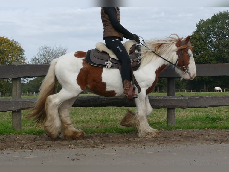 Cob Irlandese / Tinker / Gypsy Vanner Castrone 3 Anni 138 cm Pezzato in Lathen