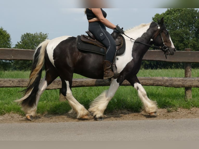 Cob Irlandese / Tinker / Gypsy Vanner Castrone 3 Anni 138 cm Pezzato in Lathen