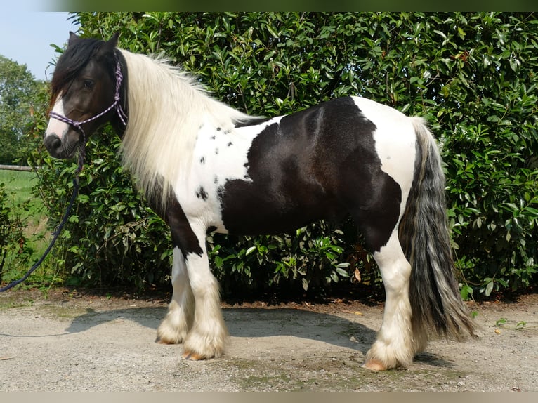 Cob Irlandese / Tinker / Gypsy Vanner Castrone 3 Anni 138 cm Pezzato in Lathen