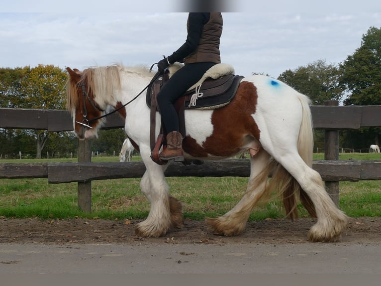 Cob Irlandese / Tinker / Gypsy Vanner Castrone 3 Anni 138 cm Pezzato in Lathen