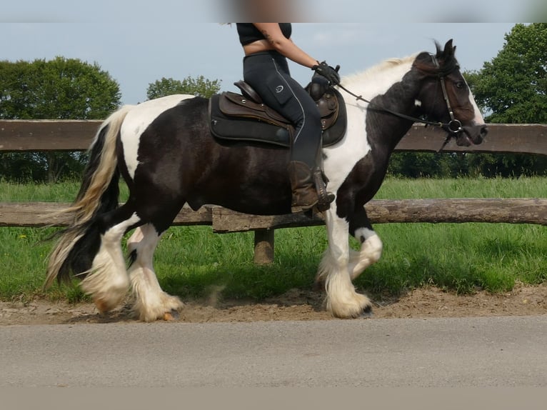 Cob Irlandese / Tinker / Gypsy Vanner Castrone 3 Anni 138 cm Pezzato in Lathen