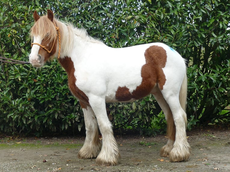 Cob Irlandese / Tinker / Gypsy Vanner Castrone 3 Anni 138 cm Pezzato in Lathen