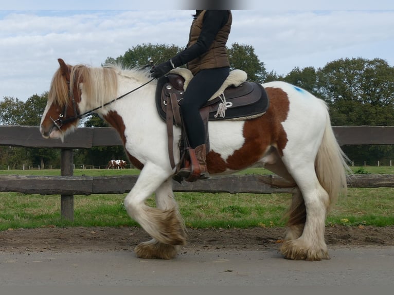 Cob Irlandese / Tinker / Gypsy Vanner Castrone 3 Anni 138 cm Pezzato in Lathen