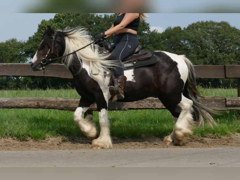 Cob Irlandese / Tinker / Gypsy Vanner Castrone 3 Anni 138 cm Pezzato in Lathen