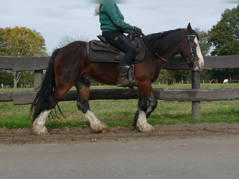 Cob Irlandese / Tinker / Gypsy Vanner Castrone 3 Anni 139 cm Baio in Lathen