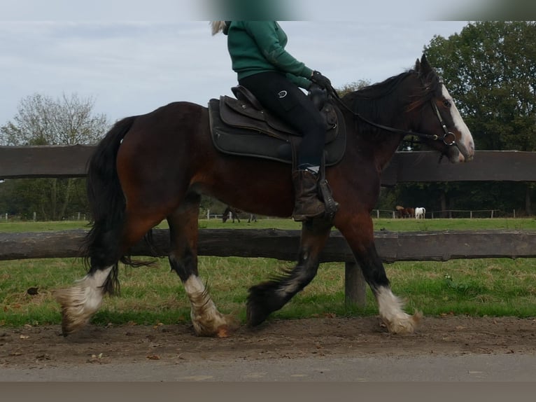 Cob Irlandese / Tinker / Gypsy Vanner Castrone 3 Anni 139 cm Baio in Lathen