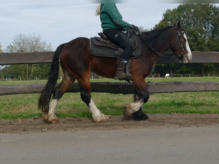 Cob Irlandese / Tinker / Gypsy Vanner Castrone 3 Anni 139 cm Baio in Lathen