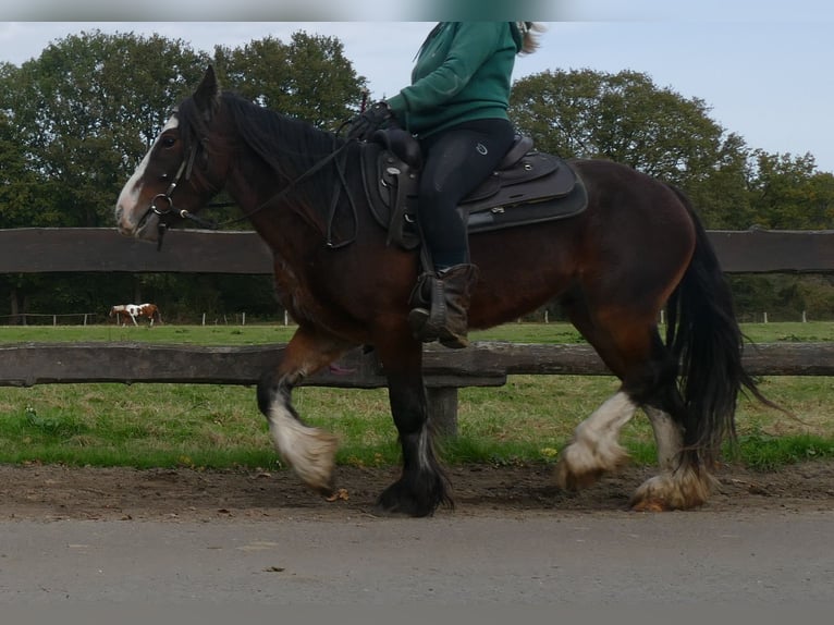 Cob Irlandese / Tinker / Gypsy Vanner Castrone 3 Anni 139 cm Baio in Lathen