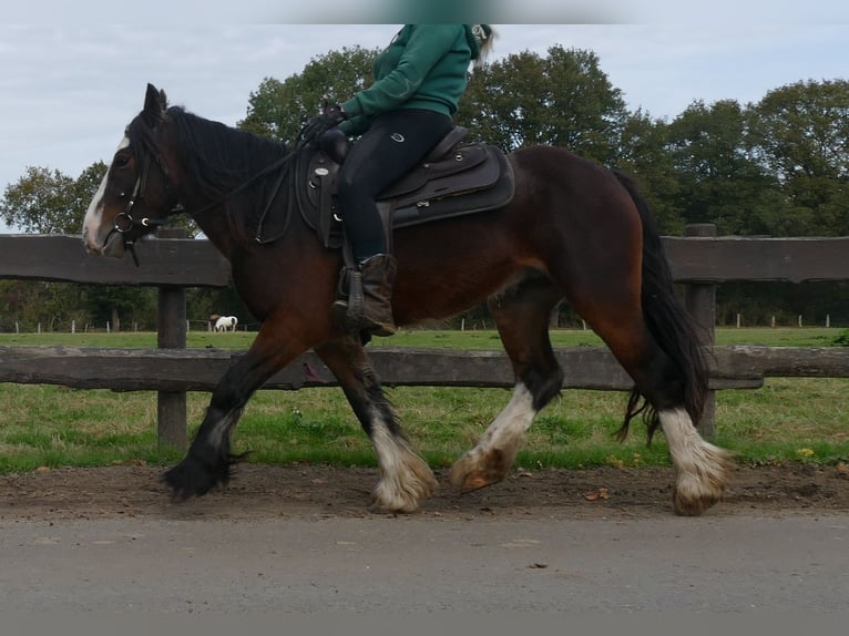 Cob Irlandese / Tinker / Gypsy Vanner Castrone 3 Anni 139 cm Baio in Lathen