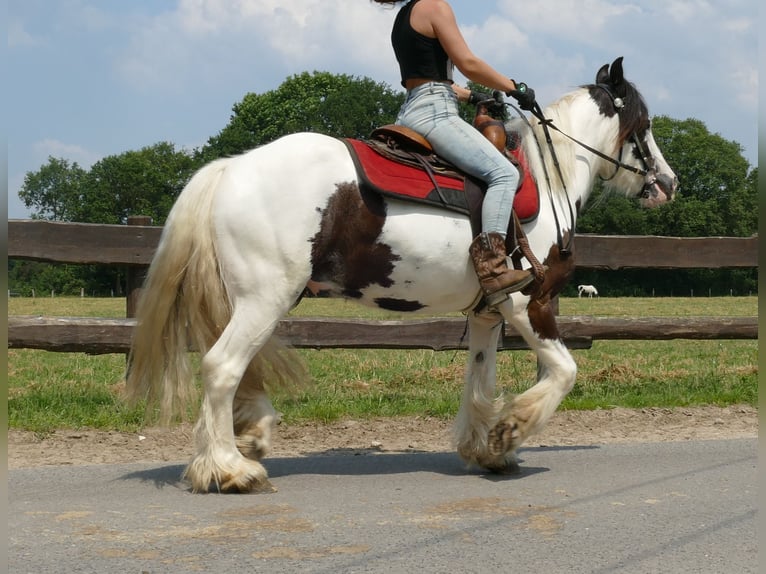 Cob Irlandese / Tinker / Gypsy Vanner Castrone 3 Anni 141 cm Pezzato in Lathen