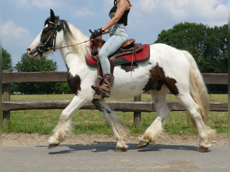 Cob Irlandese / Tinker / Gypsy Vanner Castrone 3 Anni 141 cm Pezzato in Lathen