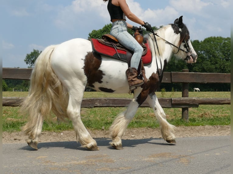 Cob Irlandese / Tinker / Gypsy Vanner Castrone 3 Anni 141 cm Pezzato in Lathen