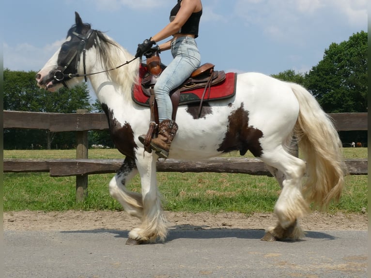 Cob Irlandese / Tinker / Gypsy Vanner Castrone 3 Anni 141 cm Pezzato in Lathen