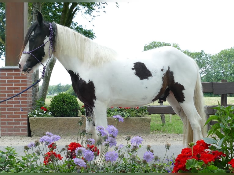 Cob Irlandese / Tinker / Gypsy Vanner Castrone 3 Anni 141 cm Pezzato in Lathen