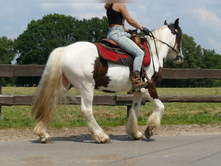 Cob Irlandese / Tinker / Gypsy Vanner Castrone 3 Anni 141 cm Pezzato in Lathen