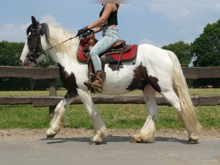 Cob Irlandese / Tinker / Gypsy Vanner Castrone 3 Anni 141 cm Pezzato in Lathen