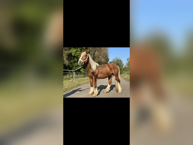 Cob Irlandese / Tinker / Gypsy Vanner Mix Castrone 3 Anni 144 cm Sauro in Issum