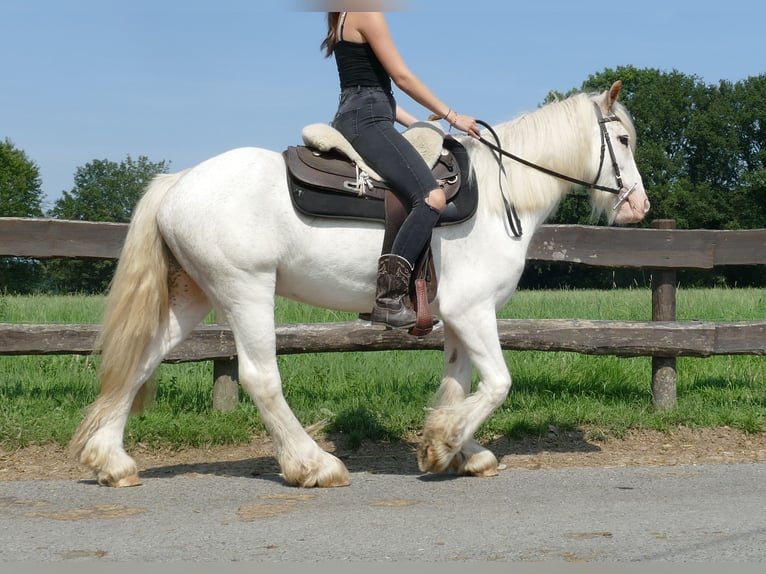 Cob Irlandese / Tinker / Gypsy Vanner Castrone 3 Anni 146 cm Grigio in Lathen