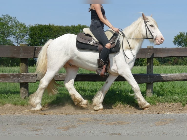 Cob Irlandese / Tinker / Gypsy Vanner Castrone 3 Anni 146 cm Grigio in Lathen