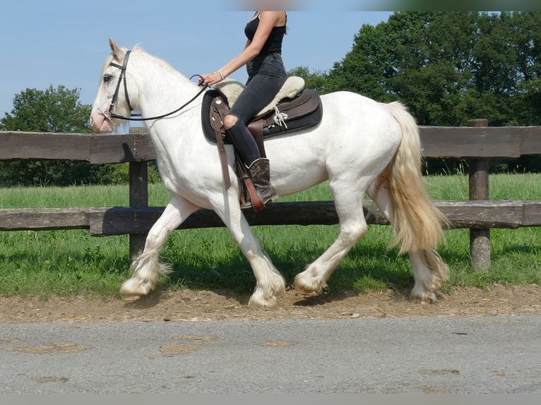 Cob Irlandese / Tinker / Gypsy Vanner Castrone 3 Anni 146 cm Grigio in Lathen