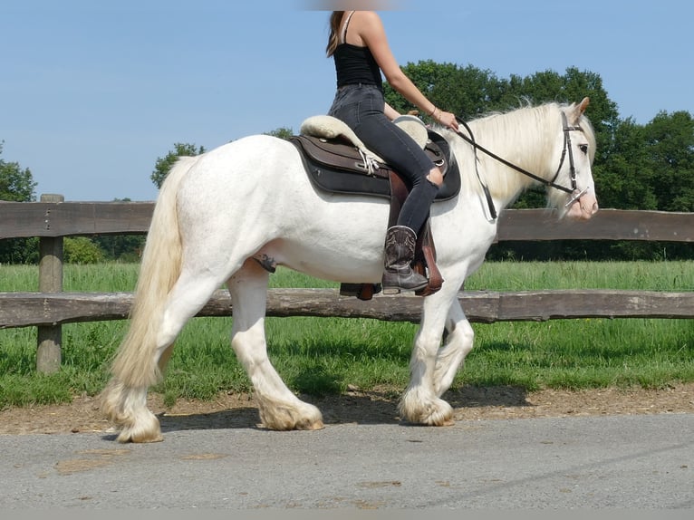 Cob Irlandese / Tinker / Gypsy Vanner Castrone 3 Anni 146 cm Grigio in Lathen