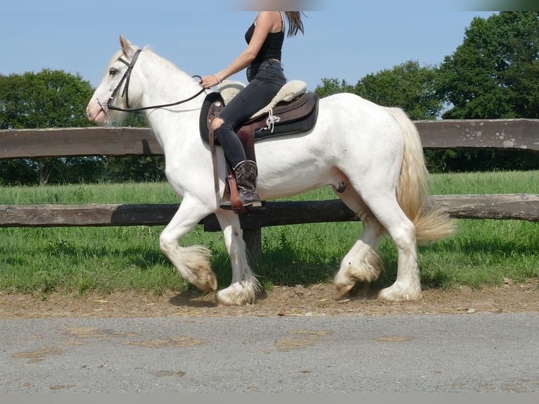 Cob Irlandese / Tinker / Gypsy Vanner Castrone 3 Anni 146 cm Grigio in Lathen